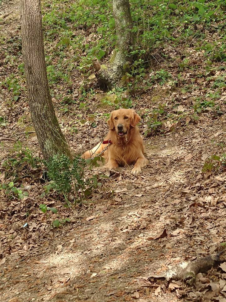 Golden detaylı fotoğrafları