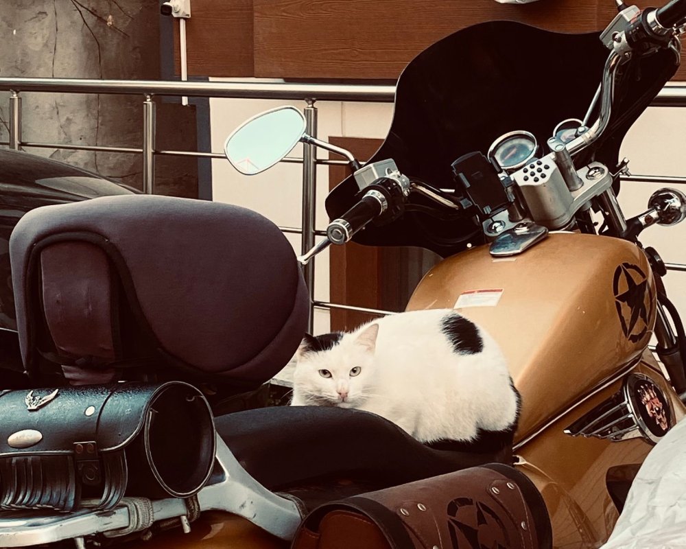 Klasik chopper otomatik