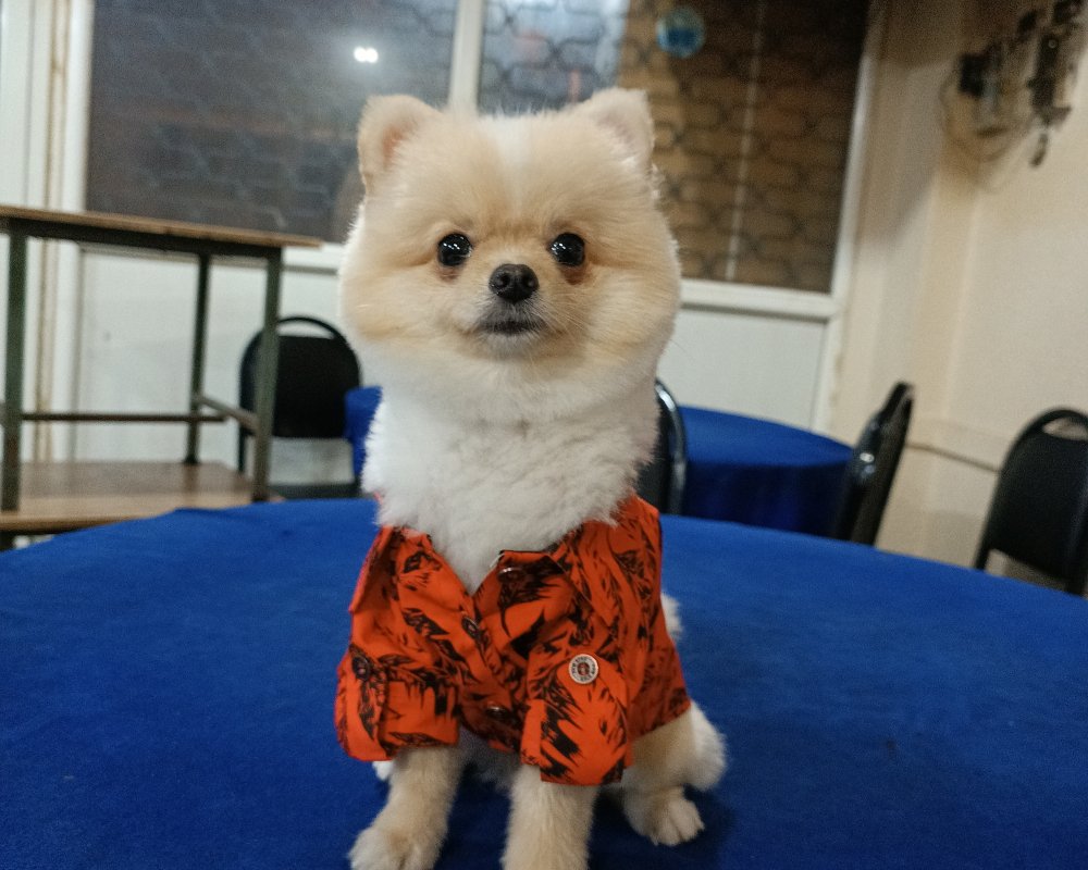 Pomerian Boo