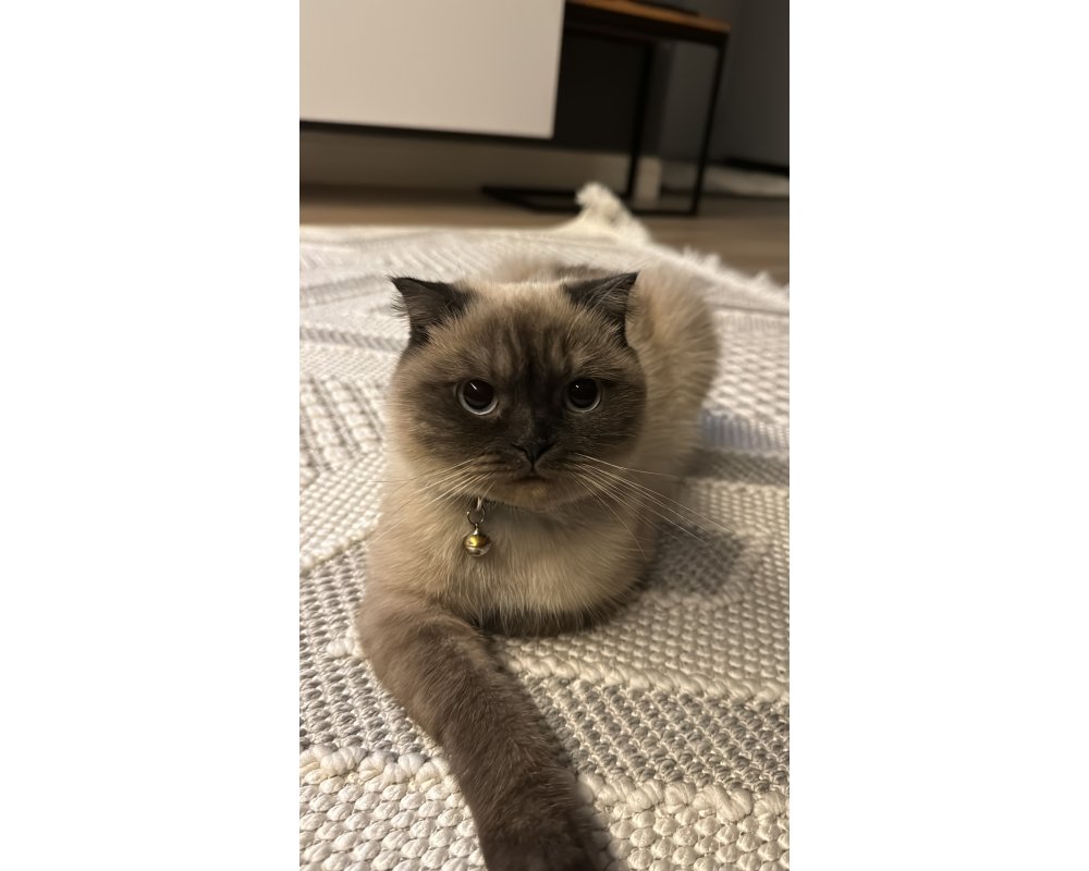 Konuşan kedi